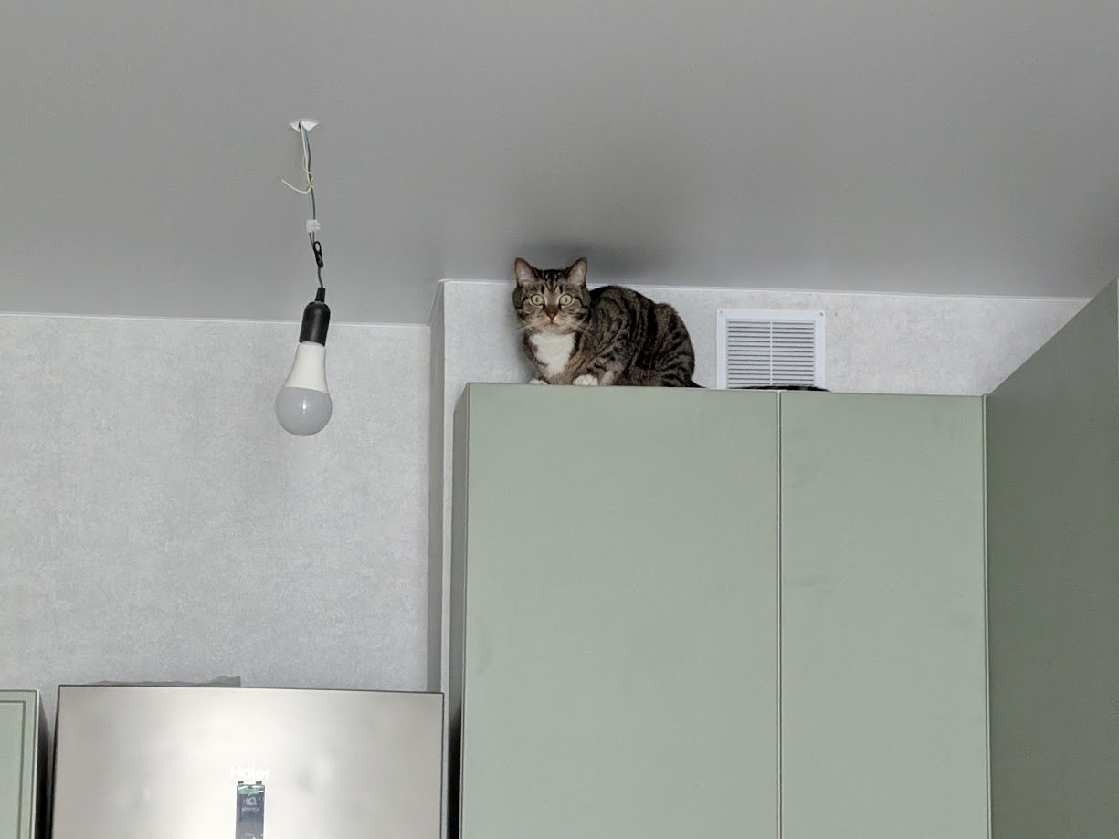 Кот-паук